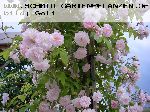 Paul's Himalayan Musk - Kletterrosen und Rambler