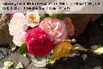 Benjamin Britten - Englische Rosen