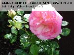 Pierre de Ronsard ('Eden Rose 85') - Moderne Strauchrosen