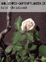 Gloire de Dijon - Kletterrosen und Rambler