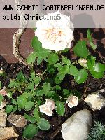 Gloire de Dijon - Kletterrosen und Rambler