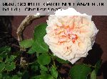 Gloire de Dijon - Kletterrosen und Rambler