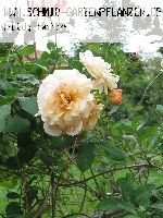 Buff Beauty - Rosa Moschata