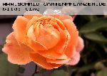 Lady Emma Hamilton - Englische Rosen