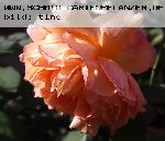 Lady Emma Hamilton - Englische Rosen
