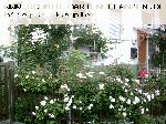 F�licit� et Perp�tue - Kletterrosen und Rambler