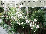 F�licit� et Perp�tue - Kletterrosen und Rambler