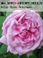 Mme. Boll - Portland Rosen