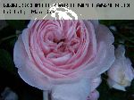 Nah�ma - Rosen von Delbard