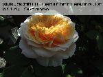 English Garden (Schloss Gl�cksburg) - Englische Rosen
