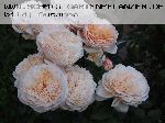 English Garden (Schloss Gl�cksburg) - Englische Rosen