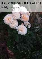 English Garden (Schloss Gl�cksburg) - Englische Rosen