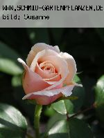 English Garden (Schloss Gl�cksburg) - Englische Rosen