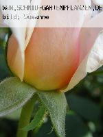 English Garden (Schloss Gl�cksburg) - Englische Rosen
