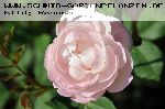 Mme. Pierre Oger - Rosa Borbonica
