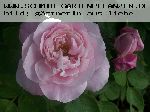 Enfant de France - Remontant Rosen