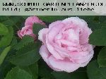 Enfant de France - Remontant Rosen