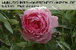 AUSfirst - Englische Rosen
