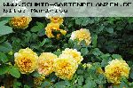 Golden Celebration - Englische Rosen