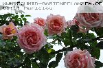 Compassion - Moderne Kletterrosen