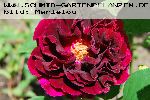 Prince Camille de Rohan - Remontant Rosen