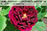Prince Camille de Rohan - Remontant Rosen