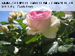 Pierre de Ronsard ('Eden Rose 85') - Moderne Strauchrosen