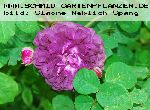 Cardinal de Richelieu - Rosa Gallica