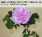 K�nigin von D�nemark (Reine du Danemark) - Rosa Alba