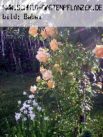 Charles Darwin Rose