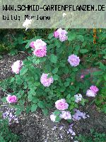 Mary Rose - Englische Rosen