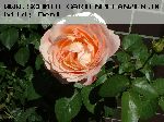 AUSlea - Englische Rosen
