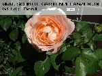 AUSlea - Englische Rosen