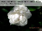 Winchester Cathedral - Englische Rosen