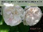 Winchester Cathedral - Englische Rosen