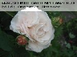 Botzaris - Rosa Damascena