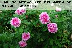Mme. Knorr - Portland Rosen