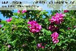 Roseraie de l'Ha� - Rosa Rugosa