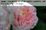 Eglantyne - Englische Rosen