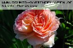 Abraham Darby - Englische Rosen