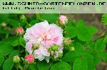 Belle Isis - Rosa Gallica