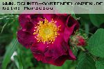 Violacea - Rosa Gallica