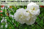 Moonlight - Rosa Moschata