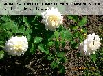 Wei�e Gru� an Aachen - Polyantharosen