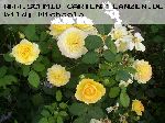 Molineux - Englische Rosen