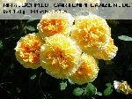 Molineux - Englische Rosen