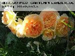 Molineux - Englische Rosen