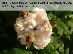 Jacques Cartier (wei�) - Rosa Damascena