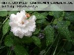 Jacques Cartier (wei�) - Rosa Damascena