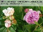 Jacques Cartier (wei�) - Rosa Damascena